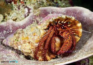 maritimer Kalender 2012 Dive Monat 1