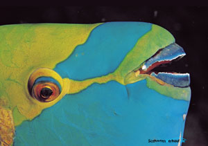 maritimer Kalender 2012 Aida Monat 7