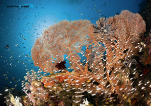 maritimer Kalender 2012 Aida Monat 11